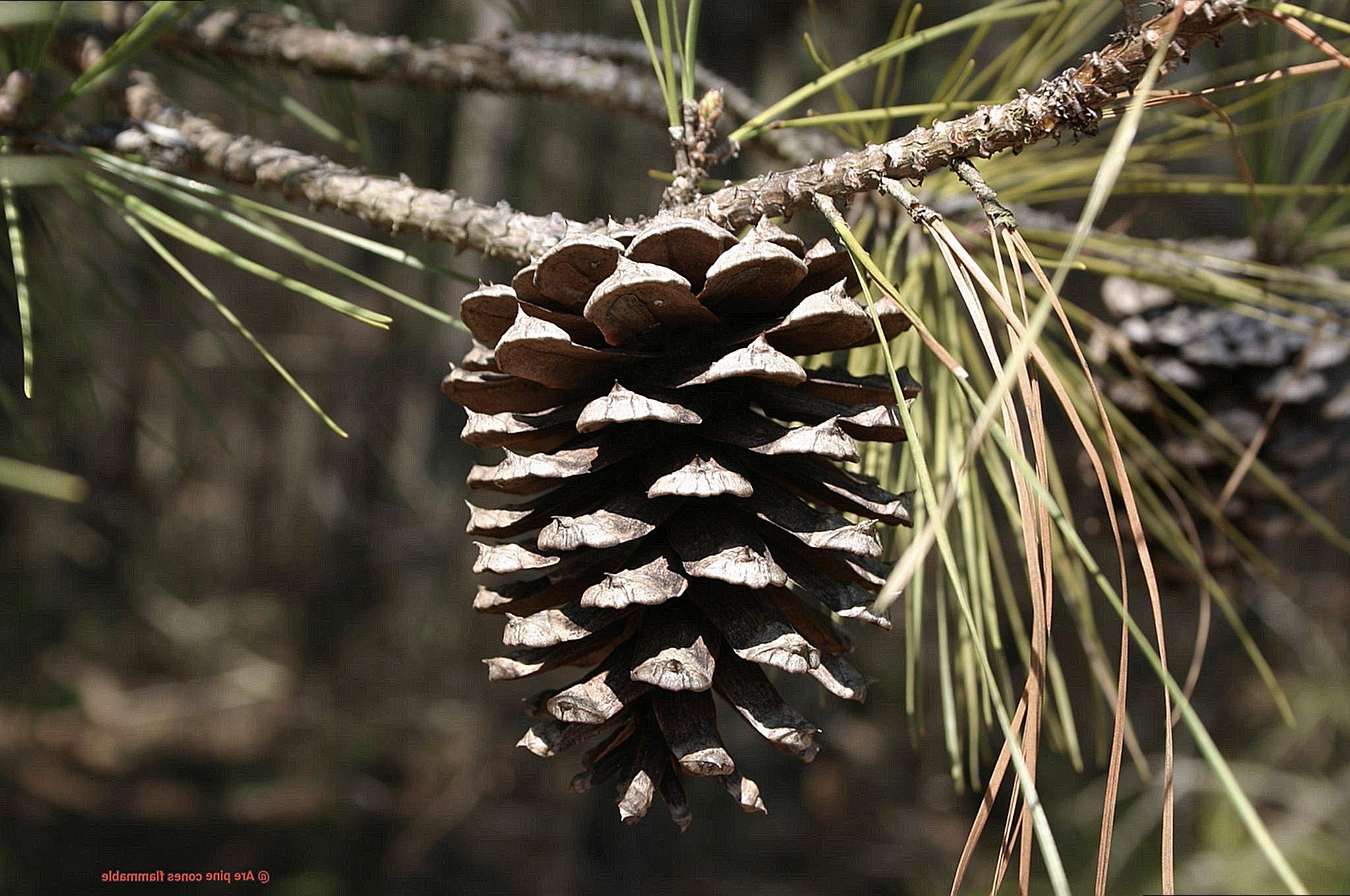 Are pine cones flammable-6