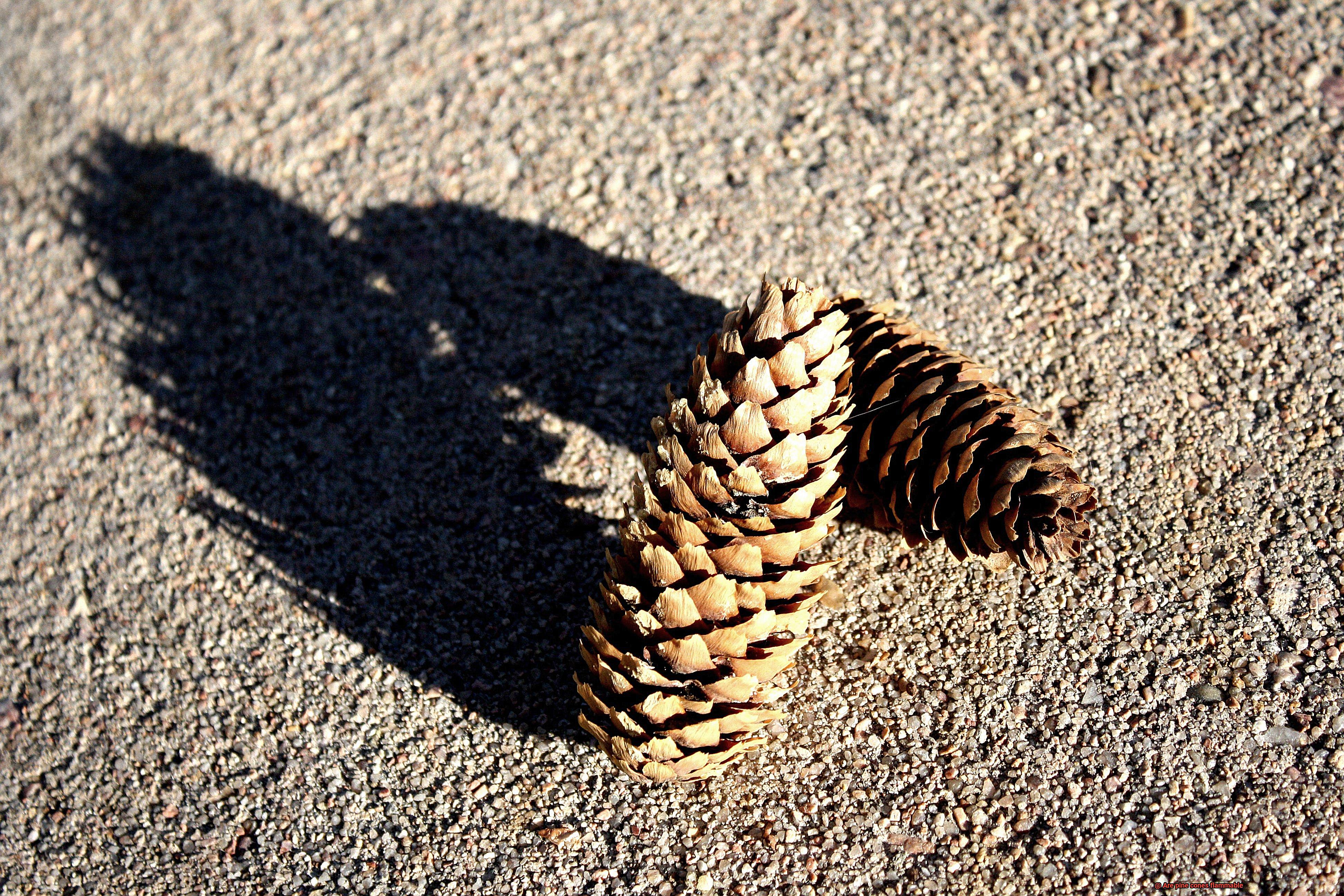 Are pine cones flammable-2