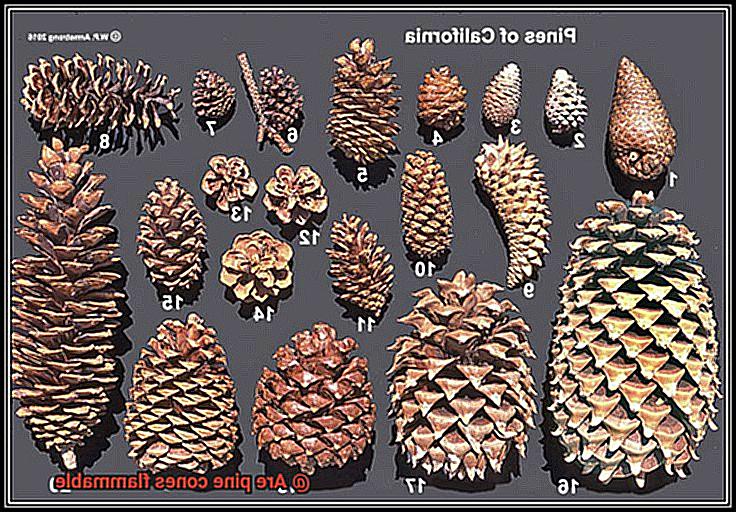 Are pine cones flammable-4