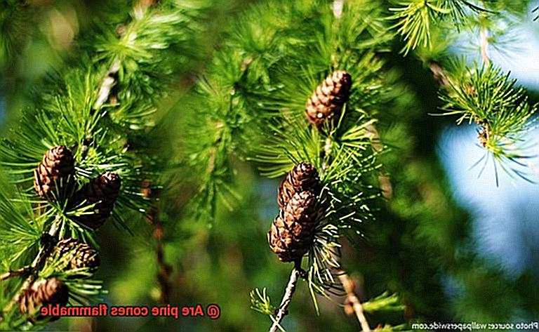 Are pine cones flammable-3