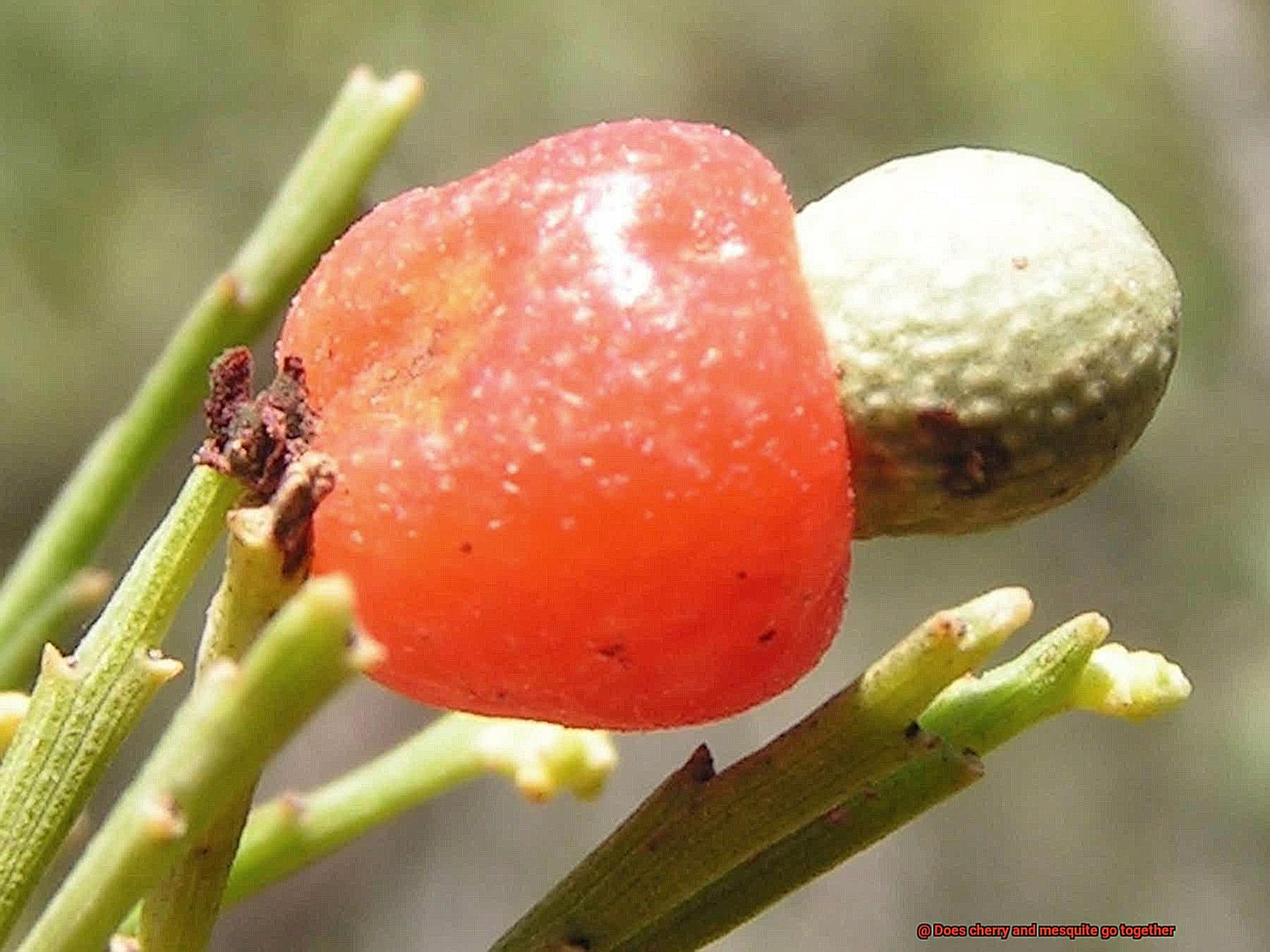 Does cherry and mesquite go together-3