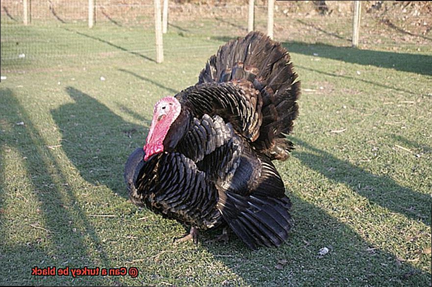 Can a turkey be black-4