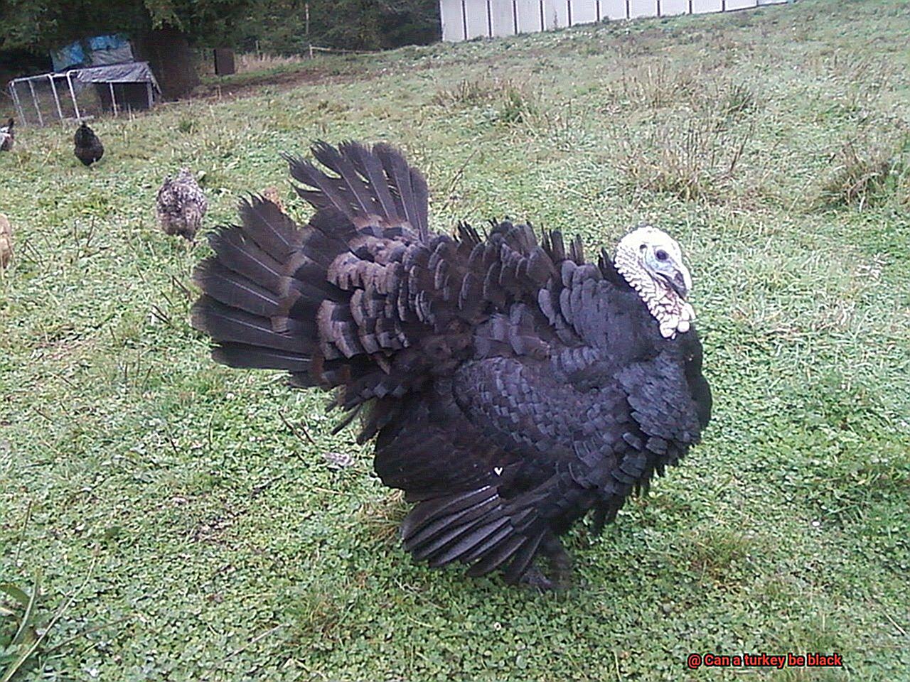 Can a turkey be black-6