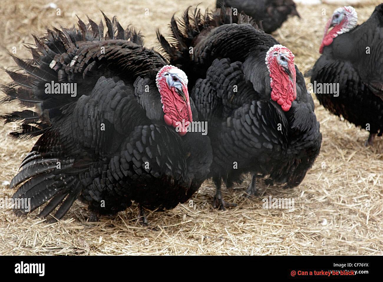 Can a turkey be black-3