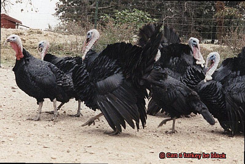 Can a turkey be black-5