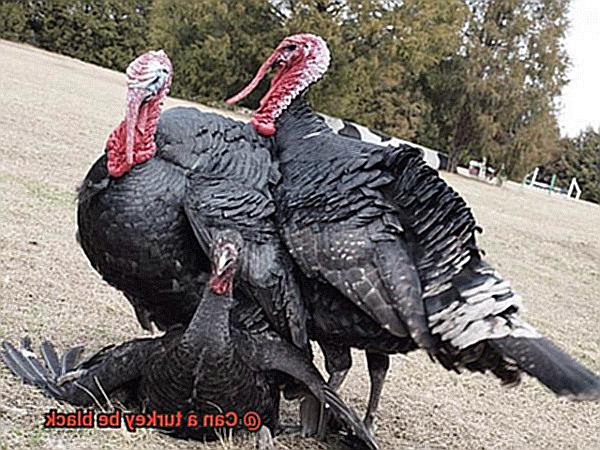 Can a turkey be black-2