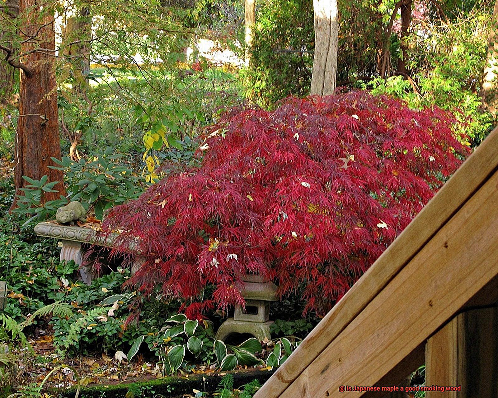 Is Japanese maple a good smoking wood-4