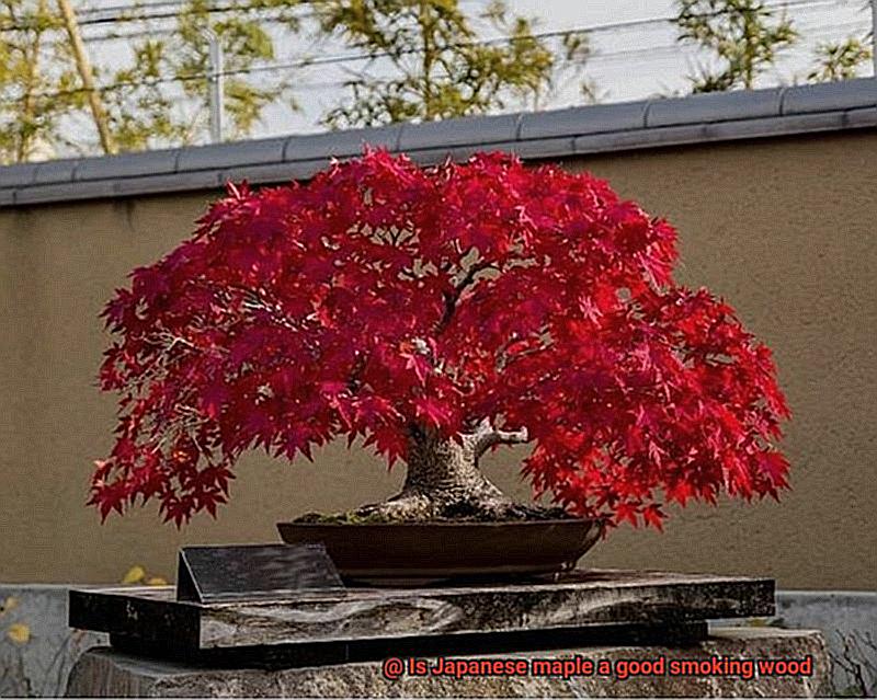 Is Japanese maple a good smoking wood-3