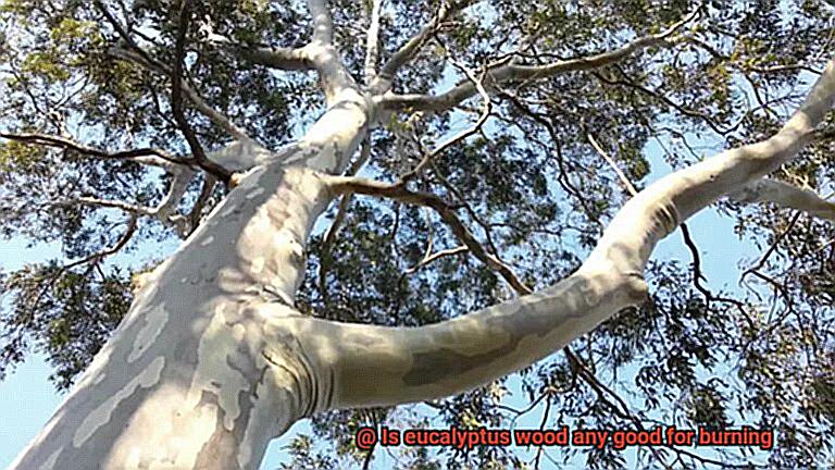 Is eucalyptus wood any good for burning-2