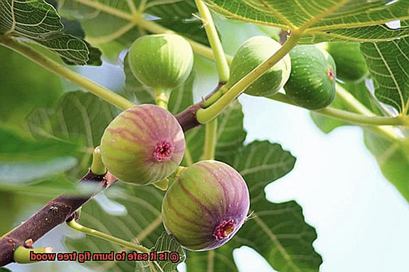 Is it safe to burn fig tree wood-3